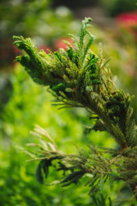Plant, branch, detail Plant, branch, detail